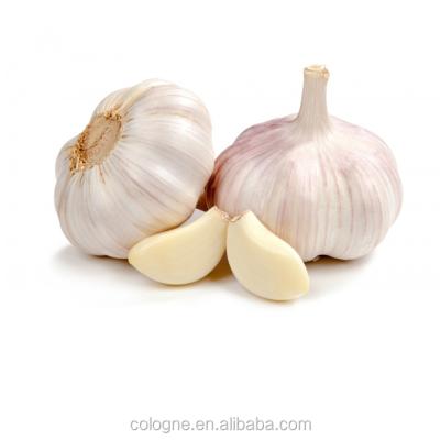 China High quality fresh garlic fresh price per kilogram new fresh garlic low price Chinese culture for wholesale for sale