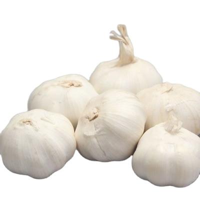 China Low Price Chinese Fresh Pure White Garlic Snow Garlic White Garlic for sale