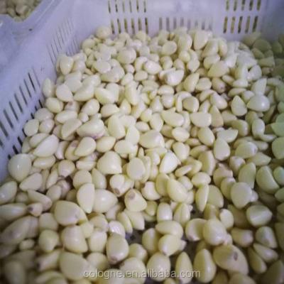 China Fresh Peeled Garlic High Quality For Export Available In Ready Stock Touch Peeled Garlic for sale