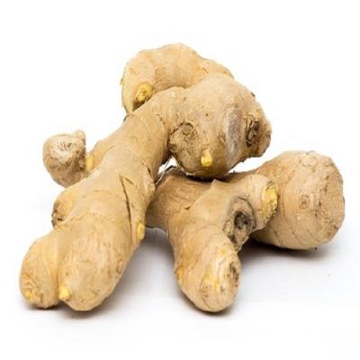 China Shandong Fresh Ginger Wholesale Factory Price / Anqiu Fresh Fresh Ginger for sale