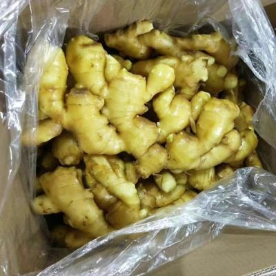 China Quality Fresh Ginger Market Price Per Ton Fresh Ginger Wholesale Buyers For Export Top China Ginger for sale