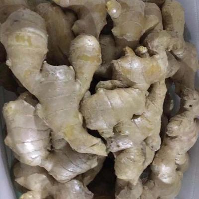 China Fresh Top Quality Ginger for Export Available at Contact Air Current Ready Dried Ginger for sale