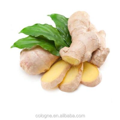 China Ginger Chinese Cheapest Air Dried Fresh Ginger For Export for sale