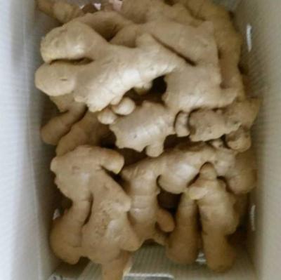 China Export Fresh Top Ginger 120g And More Size High Quality For Chinese Wholesale Price In Ready Air Dried Ginger for sale