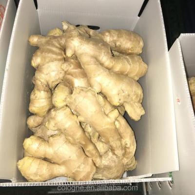 China High Quality Bright Yellow Fresh Ginger Fresh Air Dried Ginger Shandong Origin Factory Supplier for sale