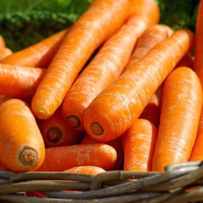 China High Quality Cheap Professional Wholesale Carrot Vitamin Highs Fresh Carrot Export Fresh Carrot for sale