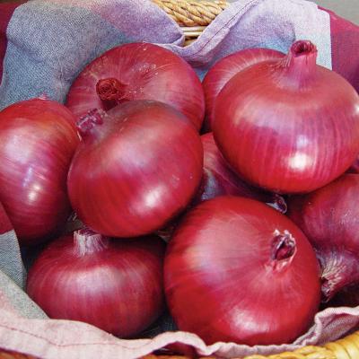 China Fresh Red Onion Purple Onion Bulk Fresh Exporter In China for sale