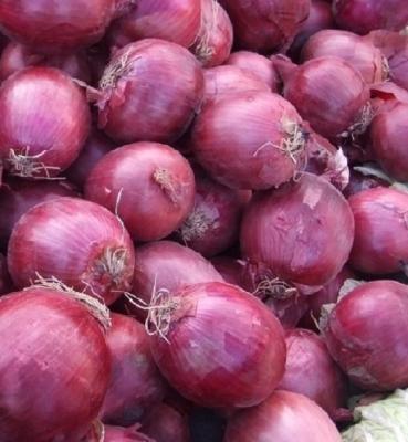 China China Manufacture Professional Fresh Red Onion Fresh Onion for sale