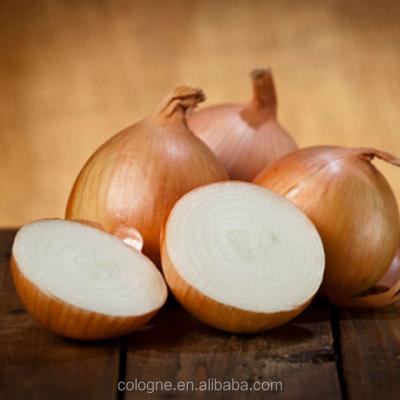 China Wholesale high quality fresh chinese fresh yellow onion onion export for sale