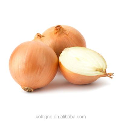 China Professional wholesalers price high quality yellow fresh fresh onion fresh onion onion export for sale