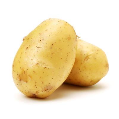 China Fresh Potato Popular Export Fresh Vegetable Fresh Potato for sale