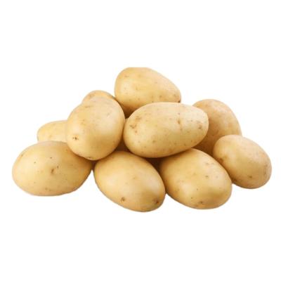 China Fresh fresh potato export overseas to produce potato chips for sale