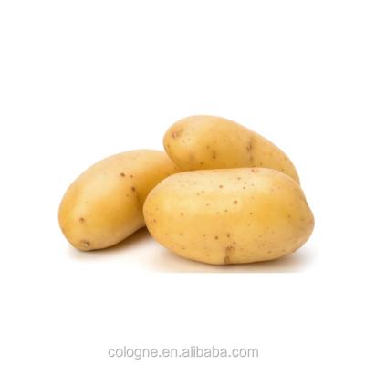 China Fresh fresh potato price per kilogram new high quality potato low price chinese culture fresh potato for wholesale for sale