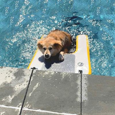 China EVA Traction-Pad On IFUNWOD Side Water Play Dog Boat Ladder Pool Puppy Water Climb Ramp Inflatable Pet Water Top Floating Steps for sale