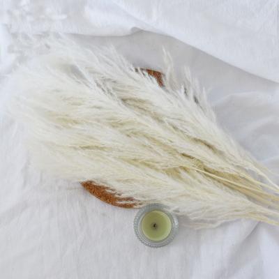 China Wholesale Dry Reed Small Reed Flower Bouquet Stipe Home Decoration Puwei Fan Pascao New for sale