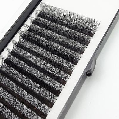 China 0.07 Mm Thickness W 3d Volume Russian Lashes Natural Upper Brand Eyelash Extensions for sale