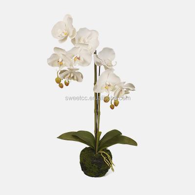 China Hot Selling 2019 Natural Touch 55 CM2 Real Touch Artificial White Orchid Pholaenopsis Butterfly Branches In Pot for sale