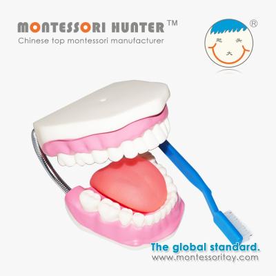 China Montessori mouth plastic model for school supplies for sale