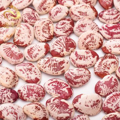 China Wholesale Dry Sugar Beans Organic Red Light Spotted Bush Beans for sale