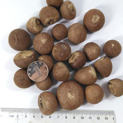 China Rich nutrition dry good quality organic high quality areca catechu dried betel nut for sale