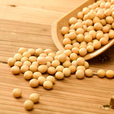 China Dry Looking Partners Welcome To Inquire Large Number Wholesale Organic Soybeans for sale