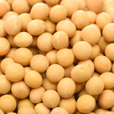 China Guangzhou Dry The First Wholesaler Sells Well Provides Organic Continuously Soybeans for sale