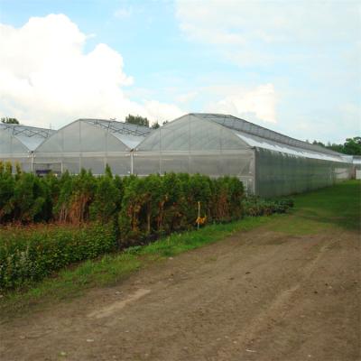 China Stable Structure Easily Assembled Large Span Commercial Multi Span Agricultural Greenhouse For Vegetables for sale