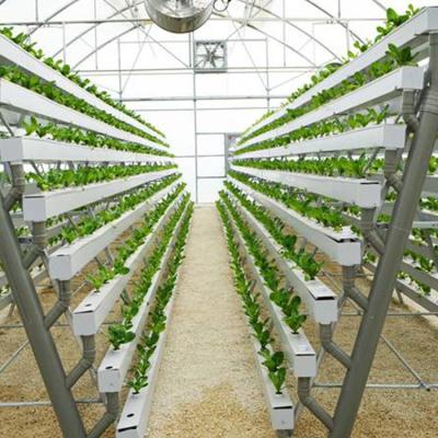 China Green House Easy Growing Indoor Hydroponic Vegetable Growing System For Greenhouse Cultivating Tomato Breeding for sale