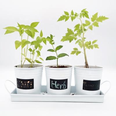 China Can Write Words On It 3 PC Metal Windowstill Pot Planter Indoor Herbs Growing Kit White Metal Flower Pot With Tray for sale