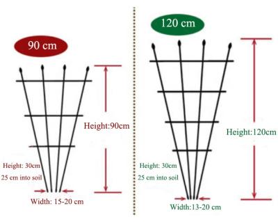 China Attractive And Durable Plant Trellis Plant Trellis Tomato Cage Plant Support 90cm / 120cm Growing for sale