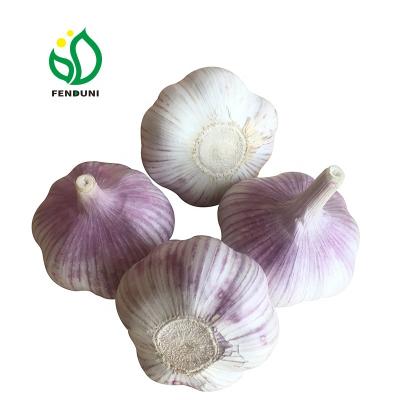 China Large Export China Size Fresh Garlic 70mm New Arrival Factory Price for sale