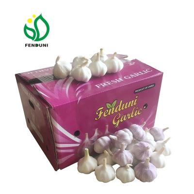 China Hot sales of China 2022 fresh/Chinese fresh garlic culture new for export price (Shandong culture) 60-70mm FOB/CFR/CIF for sale