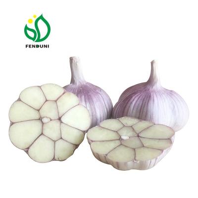 China 2022 1 ton fresh new crop garlic price for export for sale