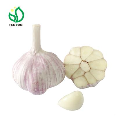 China China fresh garlic cheap price/wholesale fresh garlic price for sale