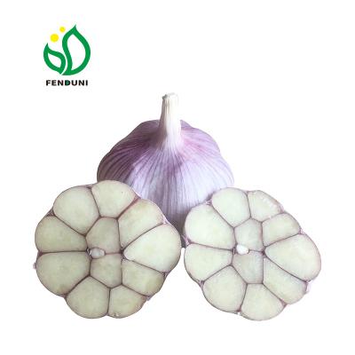 China White Garlic Fresh Fresh Garlic-Normal and Pure White Garlic for sale