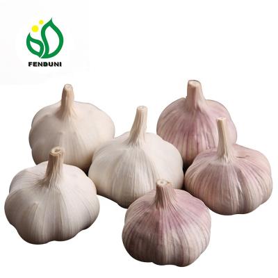 China 2022 Fresh Fresh Natural White/Red Galic Garlic In 10kg/Carton With Different Size - Hot Sale! ! ! for sale