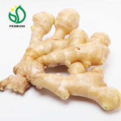 China Best Selling Fresh Organic Ginger Wholesale Price For Export With Cheap Price for sale