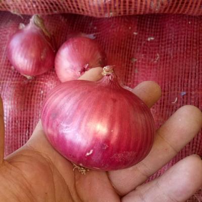 China Wholesale Exporters Buyers Fresh Onions for sale