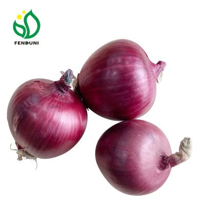 China China best fresh red onion 25kg/bag supplier for sale