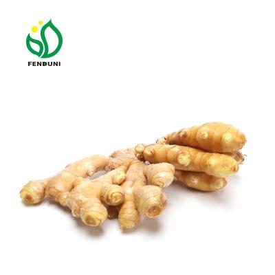 China Ginger Farmer In fresh Laiwu for sale