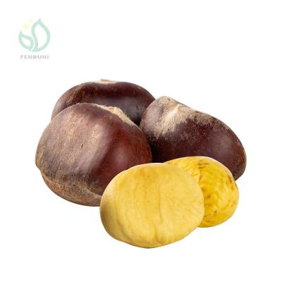 China China easily pleed fresh chestnuts (size: 90-110 kernels/kg) in jute bag for sale