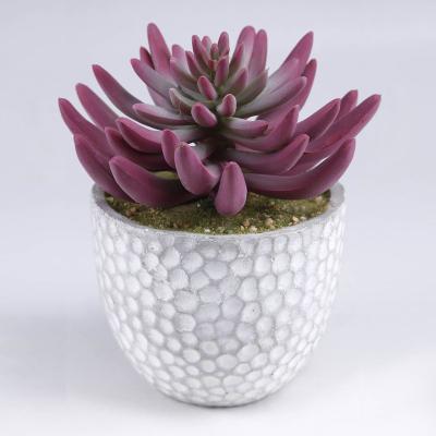 China Home Decoration Plant Custom Popular Plastic Green To Cement Pot Christmas Succulent Plants for sale