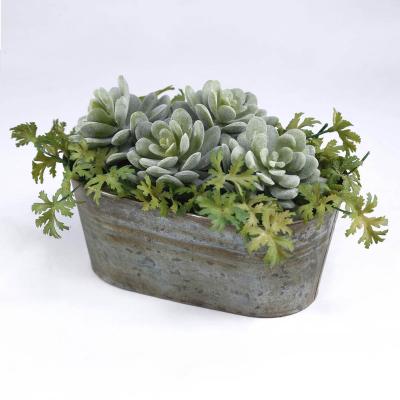 China Home Decoration Best Selling Premium Plastic Green To Metal Zinc Pot Succulent Plants For Home Decoration for sale