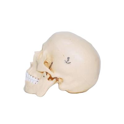 China Detachable PVC Good Quality Bone Medical Teaching Human Anatomy Skull Model for sale