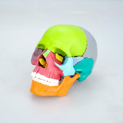 China Colorful Science Simulation Teaching Skeleton For Teaching Anatomy Resin Skull Medical Anatomical Model for sale