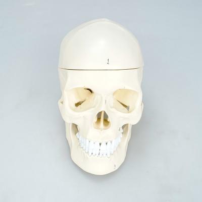 China Mini Simulation Skull Dental Model Human Teaching Plastic Teaching Medical Anatomical Skull Model With Brain for sale