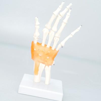 China Medical School Plastic Teaching Bilological Hand Anatomy Joint Bone Skeletal Model for sale