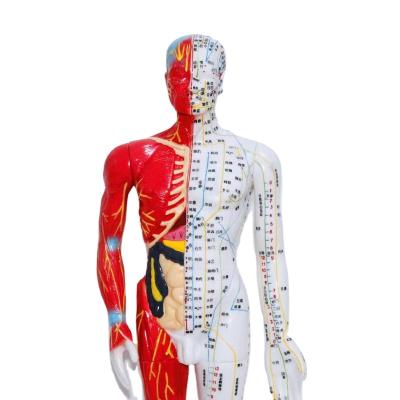 China Wholesale High Quality PVC Manufacturers PVC Acupoints Anthropometric Dummy Model for sale