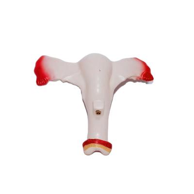 China PVC Selling Demonstration Teaching Model Female Anatomical Model Of Human Uterus for sale