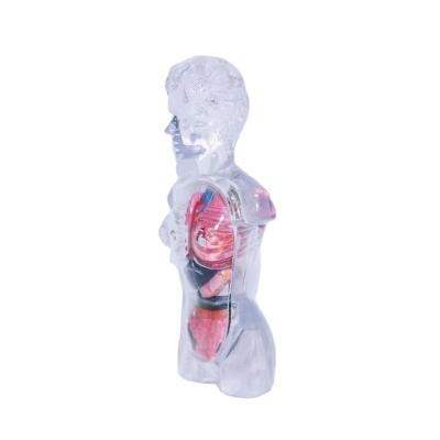 China Newly Developed PVC Medical Education Model Human Organ Anatomical Model for sale